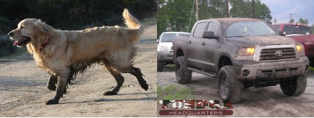 dog-truck-mud Dogs and trucks don't mind getting dirty. Golden Retriever image copyrighted by tonylanciabeta
